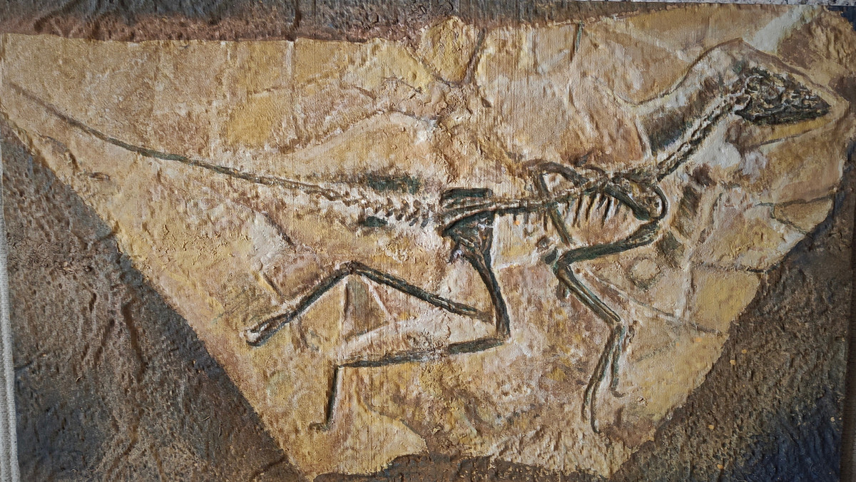  Hóa thạch được bảo tồn rất tốt. Các mẫu vật hóa thạch Epidexipteryx giúp nghiên cứu chi tiết cấu trúc lông vũ sớm. Ảnh: luisvrey.blog.