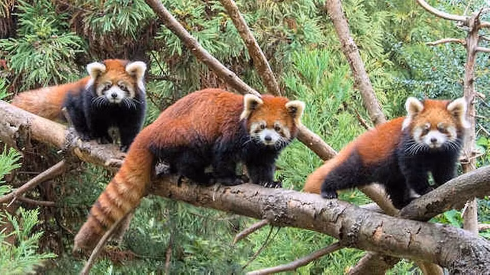 Không phải họ hàng gần của gấu trúc lớn. Dù cùng tên “gấu trúc”, nhưng gấu trúc đỏ thuộc họ Ailuridae riêng biệt, không liên quan trực tiếp đến gấu trúc khổng lồ. Ảnh: Pinterest.