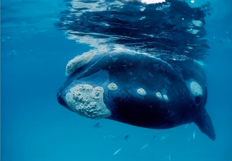  Chúng có ngôn ngữ phức tạp. Cá voi đầu cong phát ra hàng trăm kiểu âm thanh khác nhau, được cho là một dạng “ngôn ngữ” riêng. Ảnh: Pinterest.