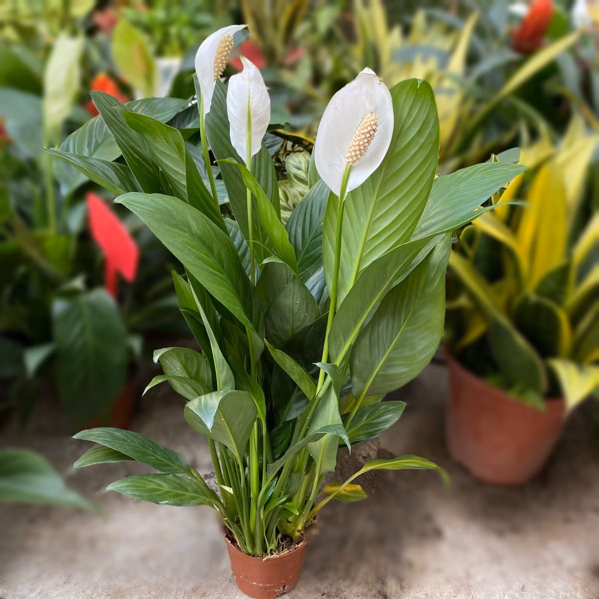 Cây lan ý: Lá xanh bóng, hoa trắng tinh khôi, sống tốt trong nhà. Biểu tượng của sự thanh khiết, trí tuệ và may mắn.
