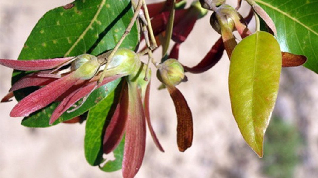 Đặc điểm nổi bật nhất của loài cây này chính là hình dáng lá với phiến lá dài hoặc hình trứng, nhưng phần dưới bị lệch so với phần trên, tạo nên hình dáng cong đặc trưng. Ảnh: vncreatures