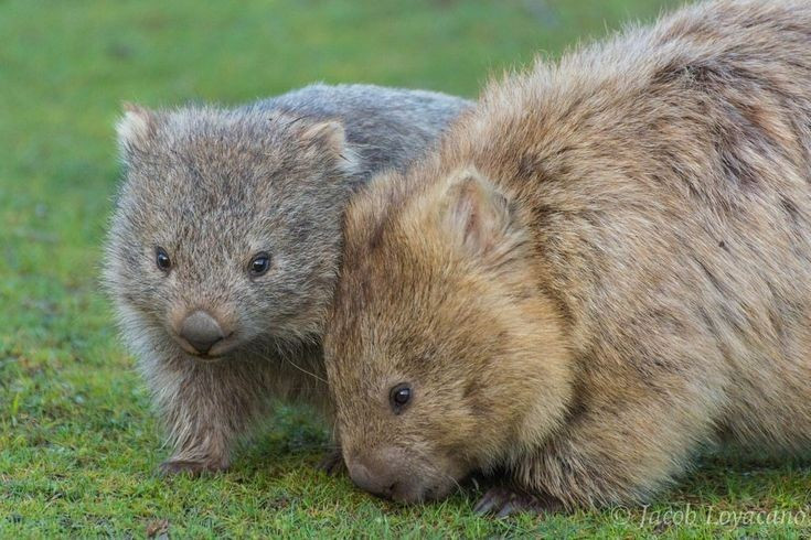  Thức ăn chủ yếu là cỏ và rễ cây. Chúng là loài ăn cỏ chậm chạp, có thể nhai hàng giờ liền nhờ răng phát triển liên tục để mài mòn. Ảnh: Pinterest.