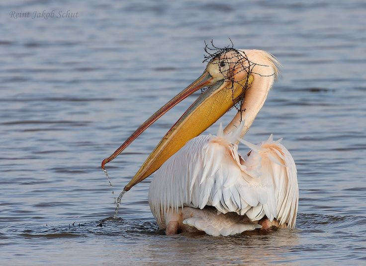  Phân bố rộng khắp các châu lục. Họ Pelicanidae hiện gồm tám loài, phân bố từ châu Phi, châu Á, châu Âu đến châu Mỹ và châu Úc. Chúng thích nghi với nhiều môi trường khác nhau, từ hồ nước ngọt nội địa đến vùng ven biển mặn. Ảnh: Pinterest.