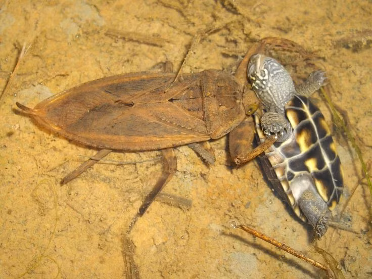  3. Cà cuống là loài săn mồi hung dữ. Chúng bắt và tiêu diệt các sinh vật nhỏ như cá con, nòng nọc và côn trùng bằng cách tiêm enzyme tiêu hóa và hút chất lỏng cơ thể con mồi. Ảnh: Pinterest.