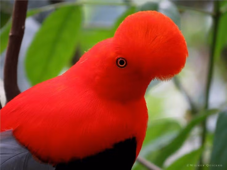  Tiếng kêu đặc trưng. Âm thanh của chúng được ví như tiếng kèn vang vọng trong thung lũng Andes. Ảnh: Pinterest.