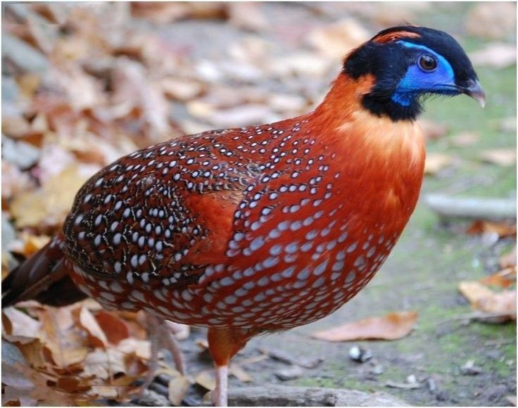  Chế độ ăn đa dạng. Thức ăn của chúng bao gồm lá, quả, hạt và cả côn trùng nhỏ, giúp chúng thích nghi linh hoạt với môi trường núi cao. Ảnh: Pinterest.