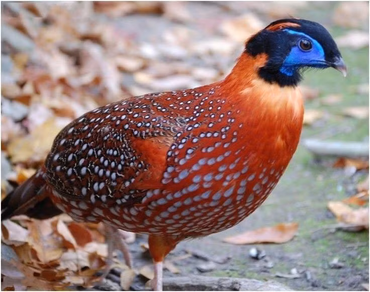  Chế độ ăn đa dạng. Thức ăn của chúng bao gồm lá, quả, hạt và cả côn trùng nhỏ, giúp chúng thích nghi linh hoạt với môi trường núi cao. Ảnh: Pinterest.