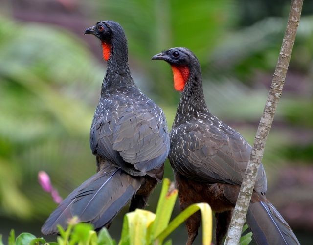  Một số loài đang bị đe dọa nghiêm trọng. Do nạn săn bắn và mất rừng nhiệt đới, nhiều loài gà cây châu Mỹ hiện đang suy giảm số lượng. Một số loài curassow đặc biệt hiếm và được xếp vào nhóm nguy cấp trong Sách đỏ, khiến các chương trình bảo tồn trở nên rất cần thiết. Ảnh: Pinterest.