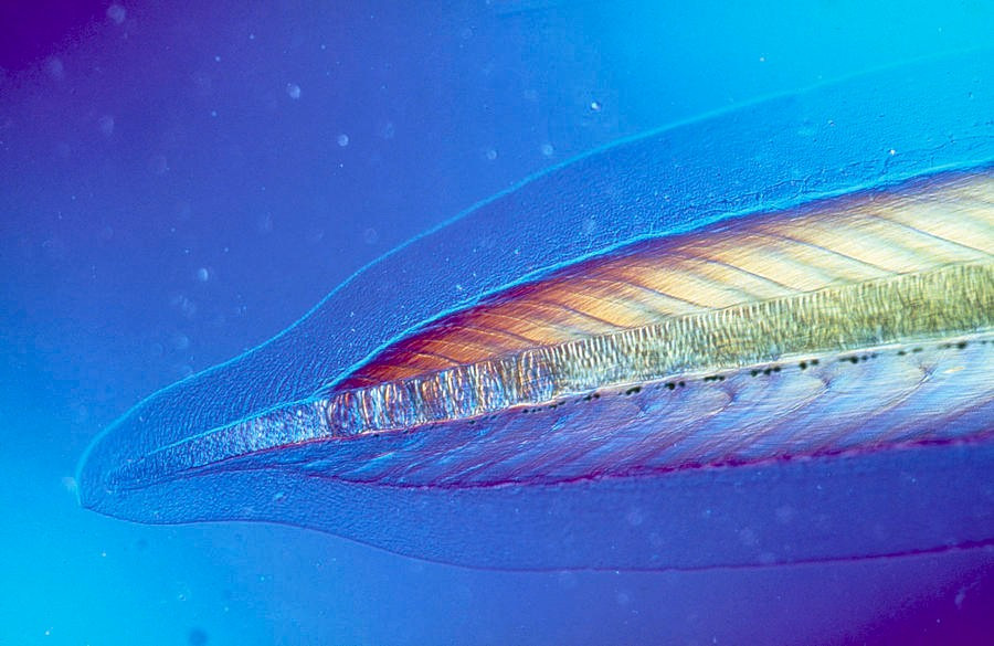  Vai trò quan trọng trong nghiên cứu tiến hóa. Nhờ giữ lại nhiều đặc điểm nguyên thủy, lưỡng tiêm giúp các nhà khoa học hiểu rõ cách động vật có xương sống đã tiến hóa từ tổ tiên không xương sống. Ảnh: imagerenderer.com.