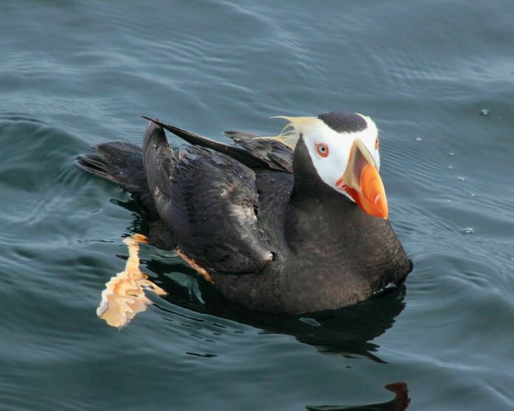  Là tay bơi lội cừ khôi. Đôi cánh ngắn giúp chúng “bay” dưới nước rất linh hoạt. Ảnh: Pinterest.