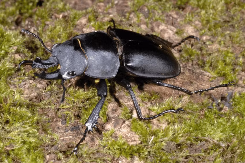  4. Con đực thường to lớn hơn con cái rất nhiều. Trong khi con cái nhỏ gọn và có càng ngắn, con đực có thể dài gấp đôi với càng phát triển thành vũ khí chiến đấu. Ảnh: researchgate.net.