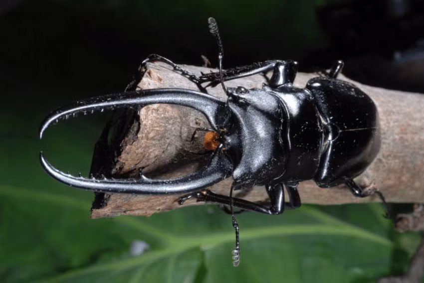  1. Có cặp càng dài và cong đặc trưng. Cặp càng của con đực dài, khỏe và có hình dạng uốn cong đặc trưng, dùng để tranh giành bạn tình hoặc lãnh thổ. Ảnh: researchgate.net.