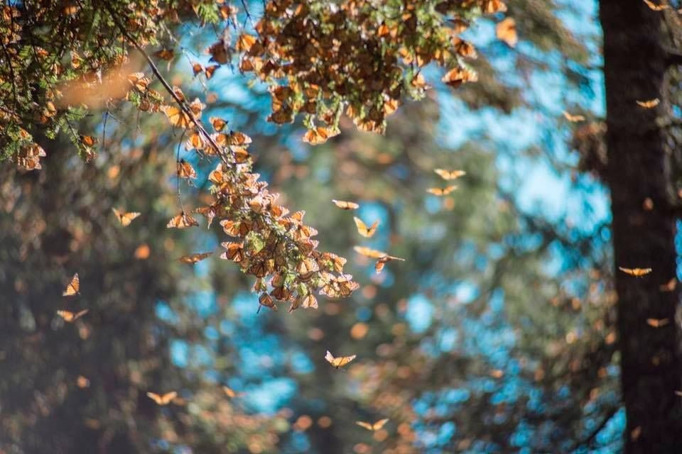  Biểu tượng toàn cầu của bảo tồn thiên nhiên. Khu dự trữ sinh quyển bướm vua không chỉ là điểm du lịch sinh thái nổi tiếng mà còn là biểu tượng cho sự kết nối sinh thái xuyên biên giới. Nó nhấn mạnh rằng bảo vệ thiên nhiên là trách nhiệm chung của nhiều quốc gia và thế hệ. Ảnh: Pinterest.