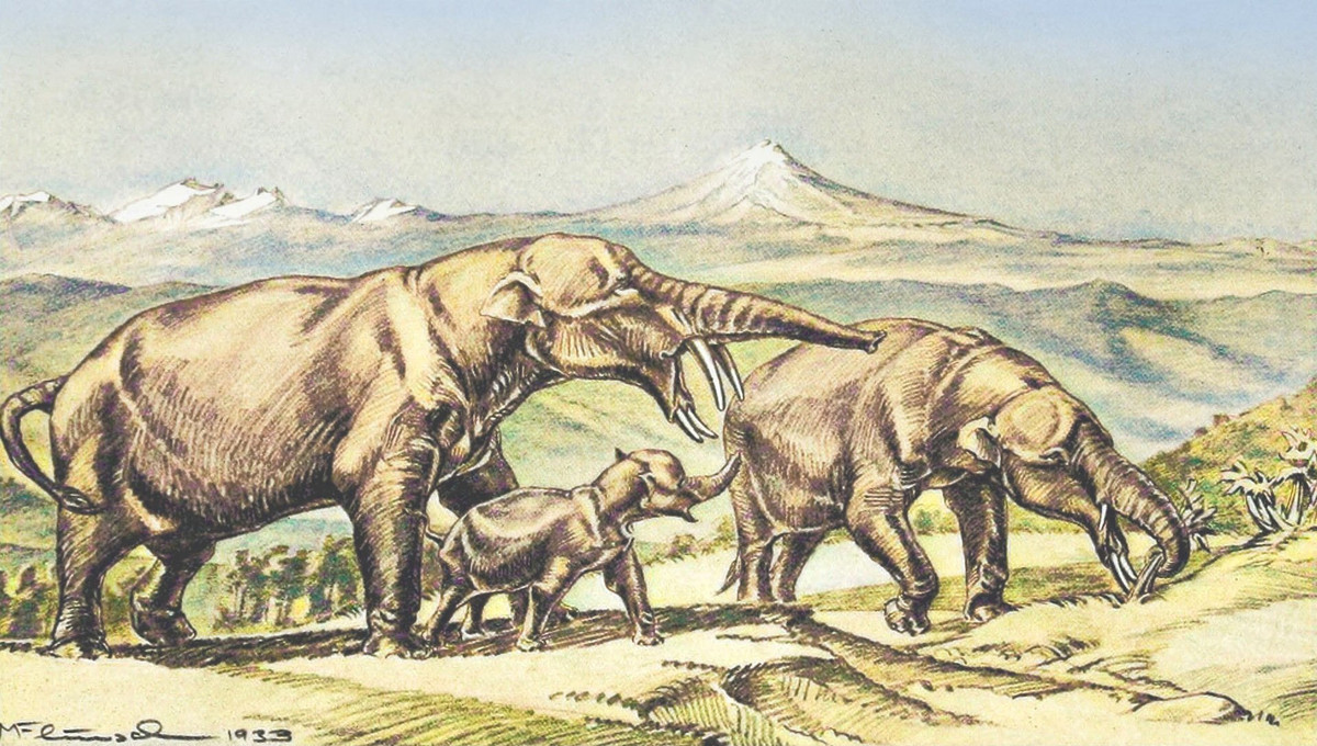  Phân bố gần như toàn cầu. Hóa thạch Gomphothere được tìm thấy ở châu Phi, Âu, Á và cả châu Mỹ, cho thấy chúng từng là một trong những nhóm voi phân bố rộng nhất lịch sử Trái Đất. Ảnh: sci.news.