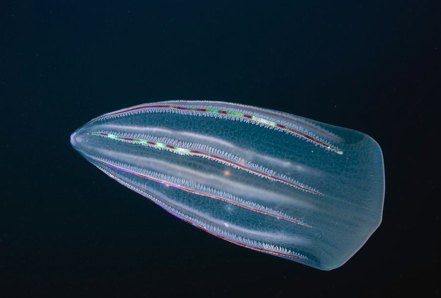  Một số loài là “kẻ xâm lấn” nguy hiểm. Loài sứa lược Mnemiopsis leidyi từng gây khủng hoảng sinh thái ở Biển Đen vào cuối thế kỷ 20. Sau khi theo nước dằn tàu đến khu vực này, chúng sinh sôi cực nhanh và ăn lượng lớn sinh vật phù du cùng trứng cá, khiến ngành thủy sản địa phương bị thiệt hại nghiêm trọng. Ảnh: Pinterest.