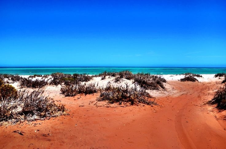  Là Di sản Thế giới được UNESCO công nhận. Vịnh Cá Mập được UNESCO ghi danh nhờ hệ sinh thái độc đáo, kết hợp giữa thảm cỏ biển rộng lớn, động vật biển quý hiếm và các cấu trúc sinh học cổ đại. Ảnh: Pinterest.