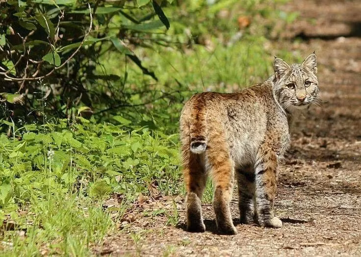  Nơi cư trú của hơn 19.000 loài sinh vật. Từ gấu đen, nai, đến vô số côn trùng và nấm, tạo nên sự phong phú đáng kinh ngạc của hệ sinh vật ở vườn quốc gia này. Ảnh: Pinterest.