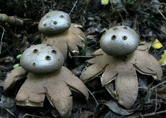  Hình dạng giống chiếc lọ có nhiều lỗ. Khác với nấm thông thường, Myriostoma coliforme có cấu trúc như một quả cầu nhỏ đặt trên nhiều cuống, bề mặt xuất hiện hàng loạt lỗ li ti để phát tán bào tử, trông giống một chiếc lọ tiêu cổ xưa. Ảnh: Pinterest.