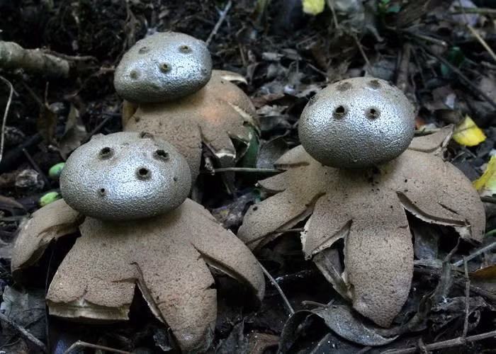  Hình dạng giống chiếc lọ có nhiều lỗ. Khác với nấm thông thường, Myriostoma coliforme có cấu trúc như một quả cầu nhỏ đặt trên nhiều cuống, bề mặt xuất hiện hàng loạt lỗ li ti để phát tán bào tử, trông giống một chiếc lọ tiêu cổ xưa. Ảnh: Pinterest.