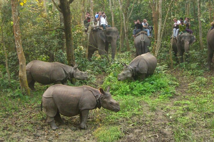  Chitwan nổi tiếng với trải nghiệm safari độc đáo. Du khách có thể khám phá rừng bằng voi, xe jeep, thuyền độc mộc hoặc đi bộ có hướng dẫn, mang lại cảm giác gần gũi thiên nhiên. Ảnh: Pinterest.