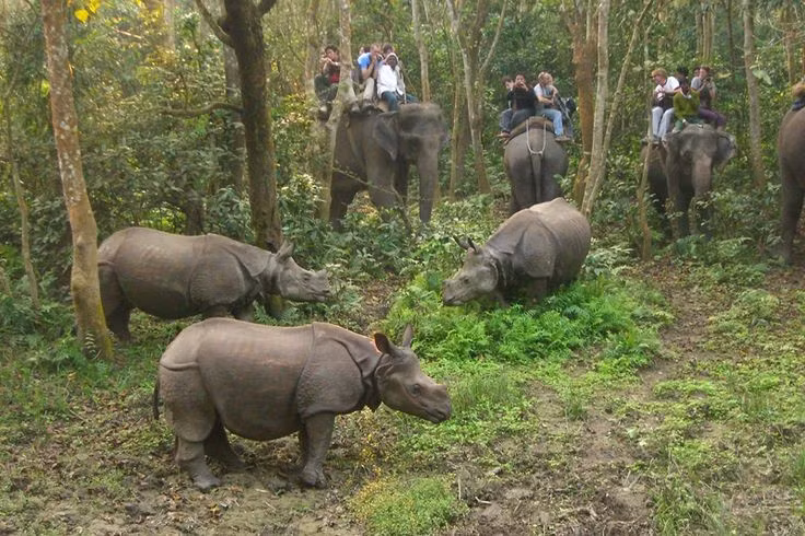  Chitwan nổi tiếng với trải nghiệm safari độc đáo. Du khách có thể khám phá rừng bằng voi, xe jeep, thuyền độc mộc hoặc đi bộ có hướng dẫn, mang lại cảm giác gần gũi thiên nhiên. Ảnh: Pinterest.