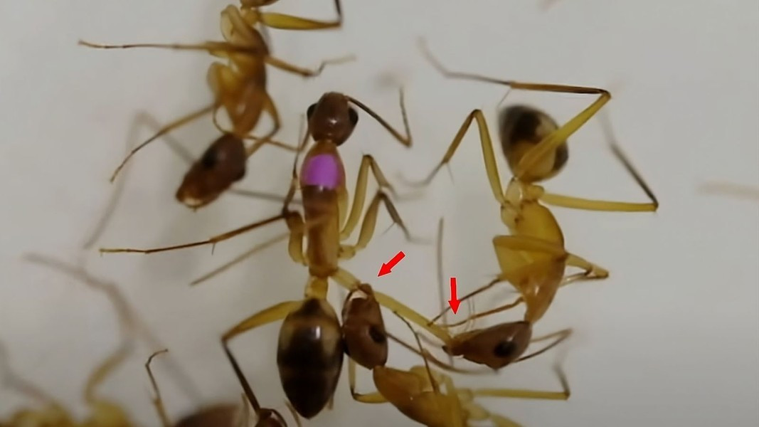 View - Độc lạ loài kiến thợ mộc biết phẫu thuật cứu đồng loại | Báo Tri thức và Cuộc sống - TIN TỨC PHỔ BIẾN KIẾN THỨC 24H