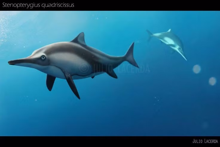  Hình dáng cơ thể giống cá heo hiện đại. Thân thuôn dài, mõm nhọn và đuôi chẻ giúp chúng bơi cực nhanh. Ảnh: Pinterest.