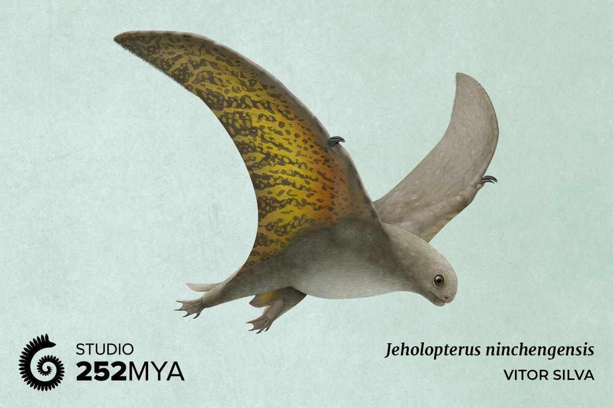  Hóa thạch được phát hiện tại hệ tầng Jehol nổi tiếng. Tên gọi Jeholopterus bắt nguồn từ vùng Jehol ở Trung Quốc, nơi bảo tồn xuất sắc nhiều loài khủng long, chim cổ và bò sát bay với chi tiết hiếm có. Ảnh: tumblr.com.