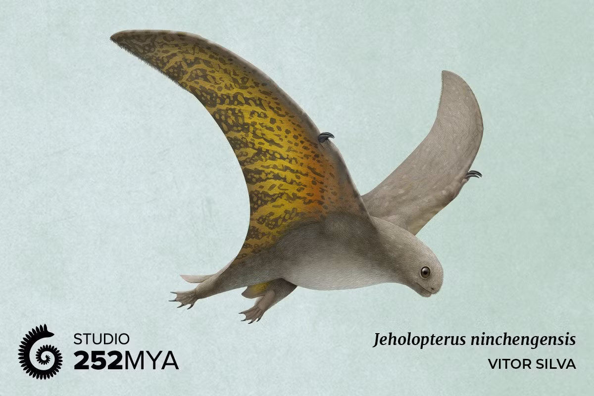  Hóa thạch được phát hiện tại hệ tầng Jehol nổi tiếng. Tên gọi Jeholopterus bắt nguồn từ vùng Jehol ở Trung Quốc, nơi bảo tồn xuất sắc nhiều loài khủng long, chim cổ và bò sát bay với chi tiết hiếm có. Ảnh: tumblr.com.