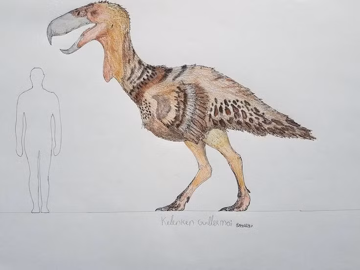  Thuộc họ “chim khủng bố”. Kelenken là một thành viên của nhóm Phorusrhacidae – những loài chim ăn thịt không biết bay khổng lồ. Ảnh: Pinterest.