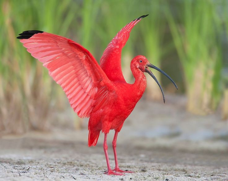  Màu đỏ không phải bẩm sinh. Cò quăm đỏ non khi mới nở có bộ lông xám nâu, màu đỏ đặc trưng chỉ xuất hiện dần nhờ chế độ ăn giàu carotenoid từ cua, tôm và giáp xác. Ảnh: Pinterest.
