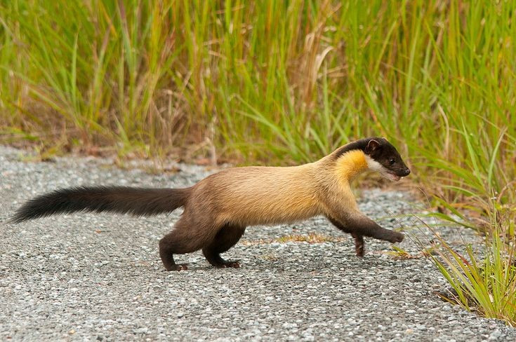  8. Góp phần kiểm soát quần thể gặm nhấm. Nhờ bắt chuột và các loài gặm nhấm khác, chồn vàng đóng vai trò quan trọng trong cân bằng hệ sinh thái rừng. Ảnh: Pinterest.