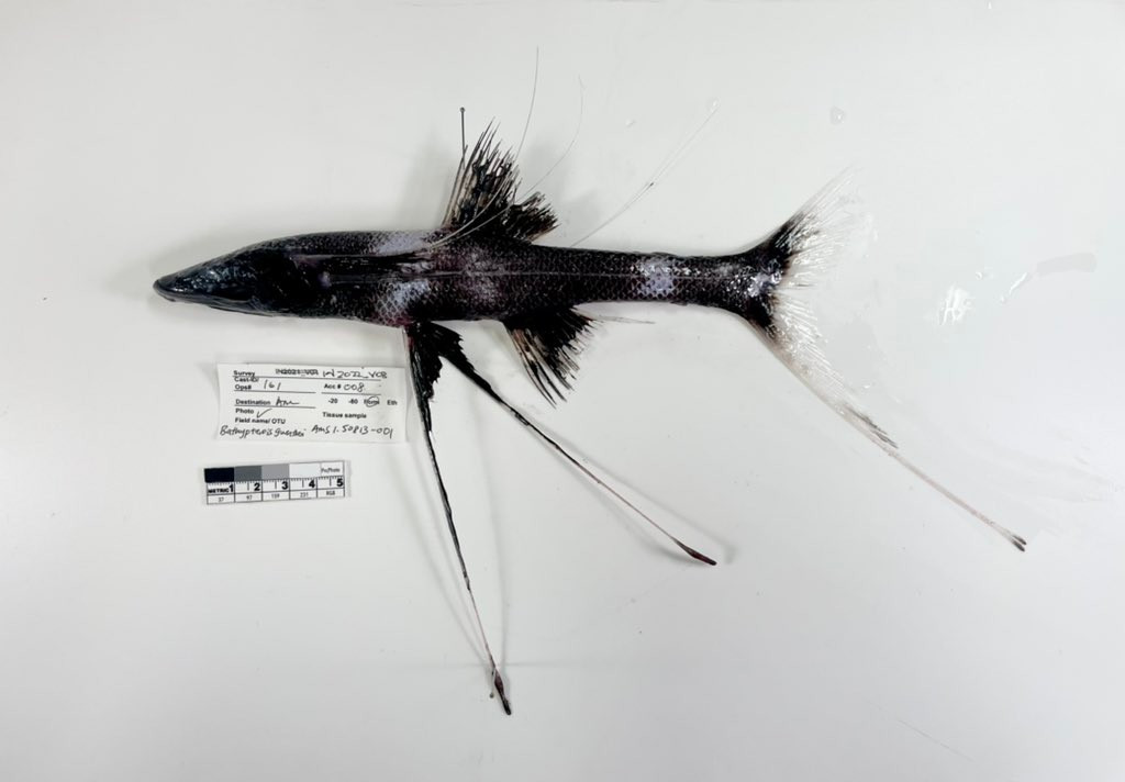  Chiến lược săn mồi thụ động. Thay vì bơi lội liên tục để tìm thức ăn, Bathypterois longifilis đứng yên trên “ba chân” và hướng đầu về phía dòng hải lưu. Khi sinh vật phù du hoặc động vật nhỏ trôi qua, chúng nhanh chóng đớp mồi bằng phản xạ chớp nhoáng. Ảnh: twimg.com.