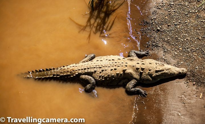 View - Hàm răng kỳ dị của loài cá sấu dài 5 mét, chỉ có ở Nam Mỹ | Báo Tri thức và Cuộc sống - TIN TỨC PHỔ BIẾN KIẾN THỨC 24H