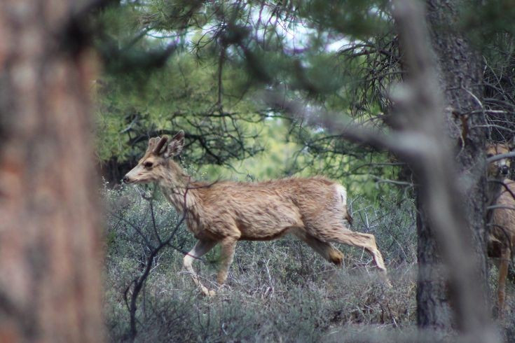  Đa dạng sinh học cao. Đây là nơi sinh sống của hơn 400 loài động vật, trong đó có nhiều loài quý hiếm. Ảnh: Pinterest.
