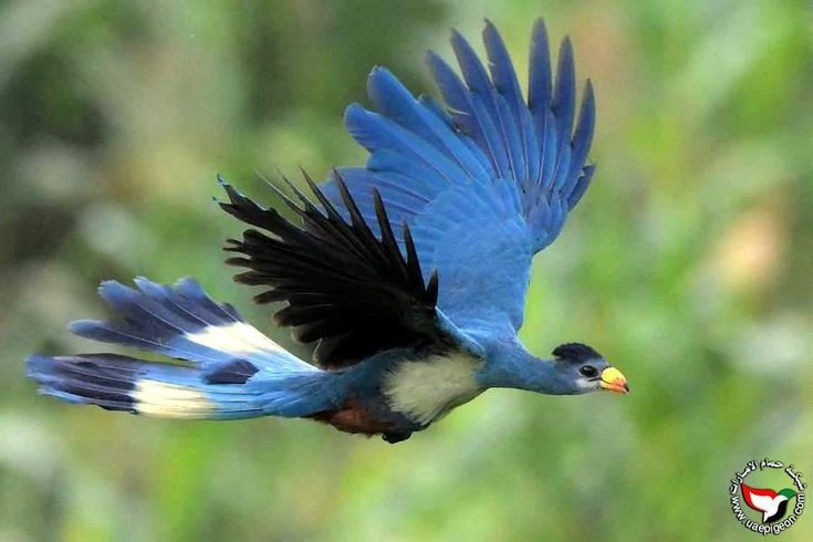  Đóng vai trò quan trọng trong phát tán hạt giống. Thông qua việc ăn trái cây và thải hạt ra xa cây mẹ, chim tiêu quyên xanh lớn góp phần quan trọng vào quá trình tái sinh và duy trì đa dạng sinh học của rừng mưa châu Phi. Ảnh: Pinterest.