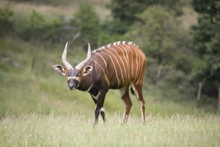  Di chuyển cực kỳ nhanh nhẹn. Chúng có thể luồn lách qua bụi rậm mà không gây tiếng động lớn. Ảnh: Pinterest.