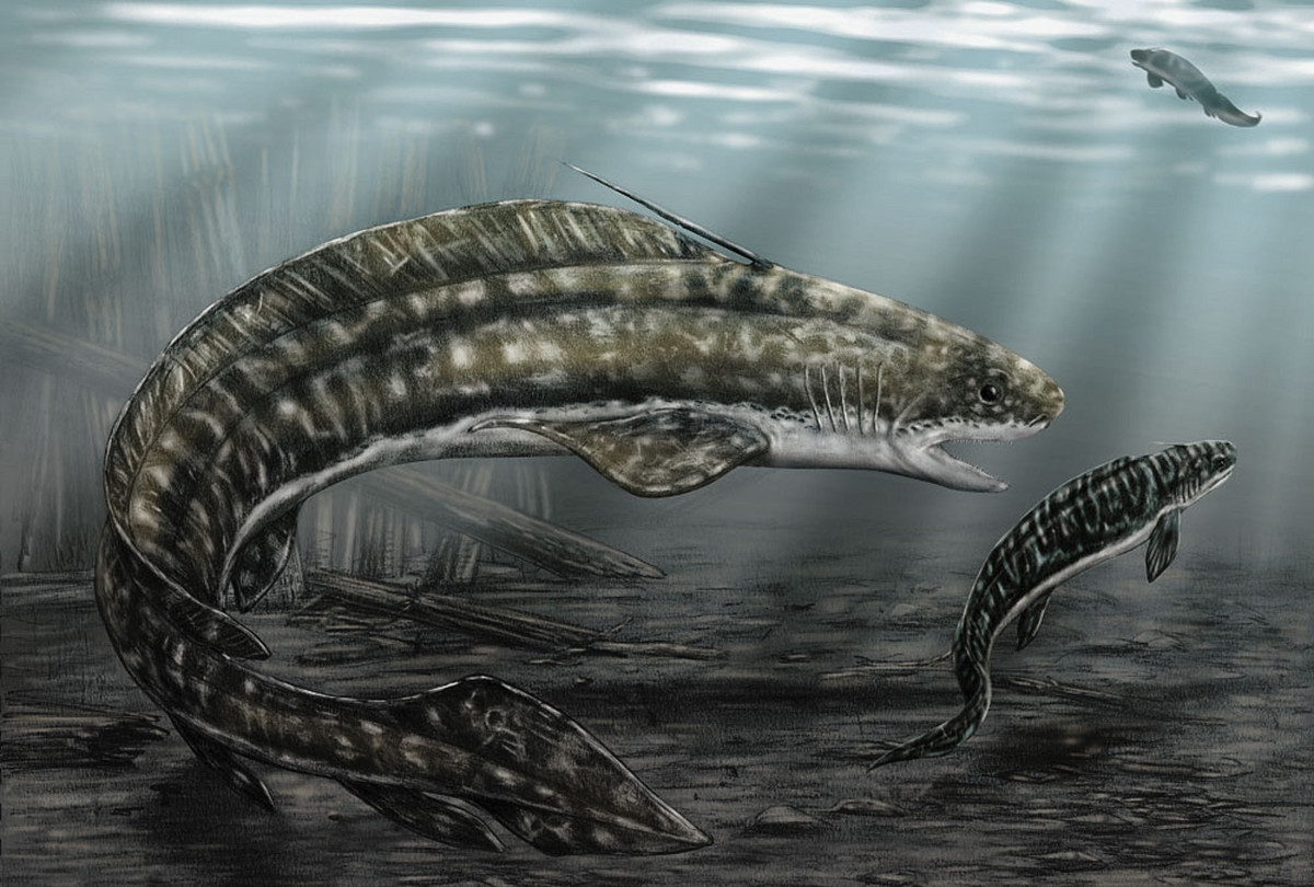  Có thân hình thuôn dài. Thân dài, mềm mại giúp Xenacanthus luồn lách giữa rong rêu dưới nước. Ảnh: Pinterest.