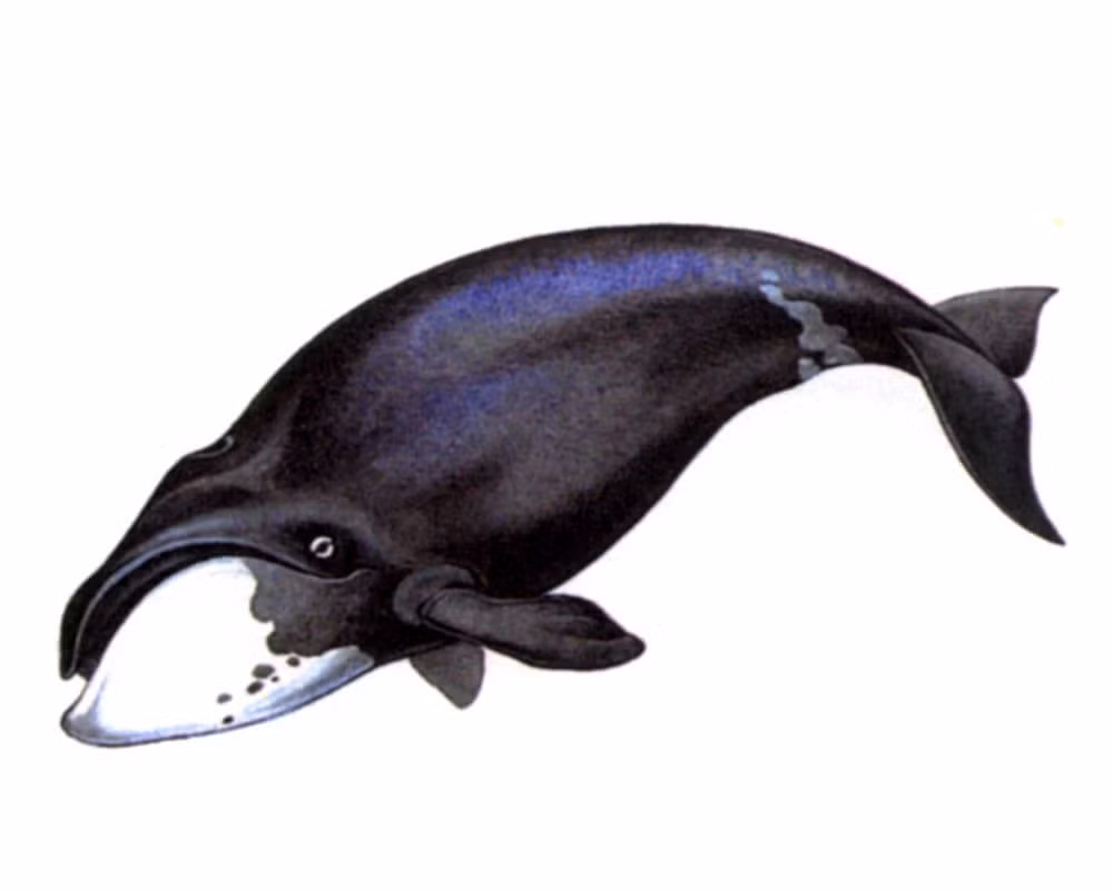  Chúng từng suýt tuyệt chủng. Hoạt động săn bắt thế kỷ 19 khiến số lượng cá voi đầu cong giảm mạnh, nhưng nay quần thể đang dần phục hồi. Ảnh: Pinterest.