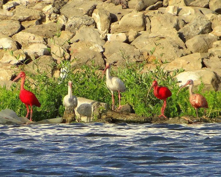  Là họ hàng gần với cò quăm trắng. Cò quăm đỏ có quan hệ rất gần với cò quăm trắng Mỹ (Eudocimus albus), thậm chí hai loài có thể lai với nhau trong tự nhiên. Ảnh: Pinterest.