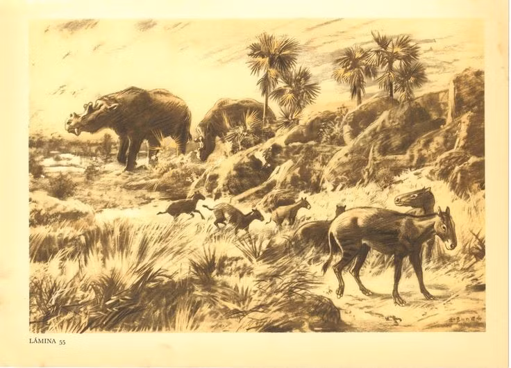  4. Sống chủ yếu trong rừng rậm. Môi trường sống của chúng là các khu rừng ẩm ướt, khác xa đồng cỏ mà ngựa hiện đại ưa thích. Ảnh: Pinterest.