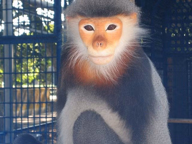  7. Được xếp vào danh sách cực kỳ nguy cấp. Do mất môi trường sống và bị săn bắt trái phép, chà vá chân đỏ hiện nằm trong nhóm loài có nguy cơ tuyệt chủng rất cao theo IUCN. Ảnh: Pinterest.