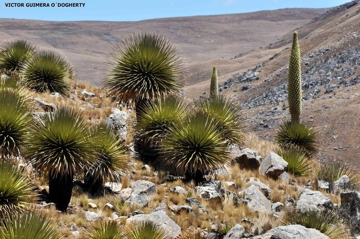  Chiến lược “ra hoa rồi chết”. Dứa nữ hoàng Andes là loài đơn tính chu kỳ dài (semelparous), nghĩa là sau khi ra hoa và kết hạt, cây mẹ sẽ chết. Toàn bộ năng lượng tích lũy hàng chục năm được dồn cho một lần sinh sản duy nhất. Ảnh: Pinterest.