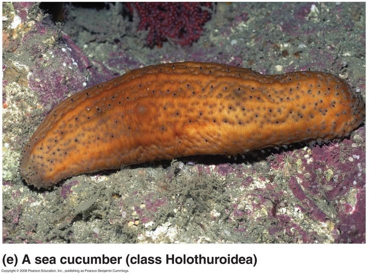  Cơ thể hải sâm chứa hàm lượng nước cực cao. Khoảng 90% trọng lượng cơ thể hải sâm là nước, giúp chúng dễ dàng co rút, biến đổi hình dạng để chui rúc vào khe đá hoặc trốn tránh kẻ thù. Ảnh: Pinterest.