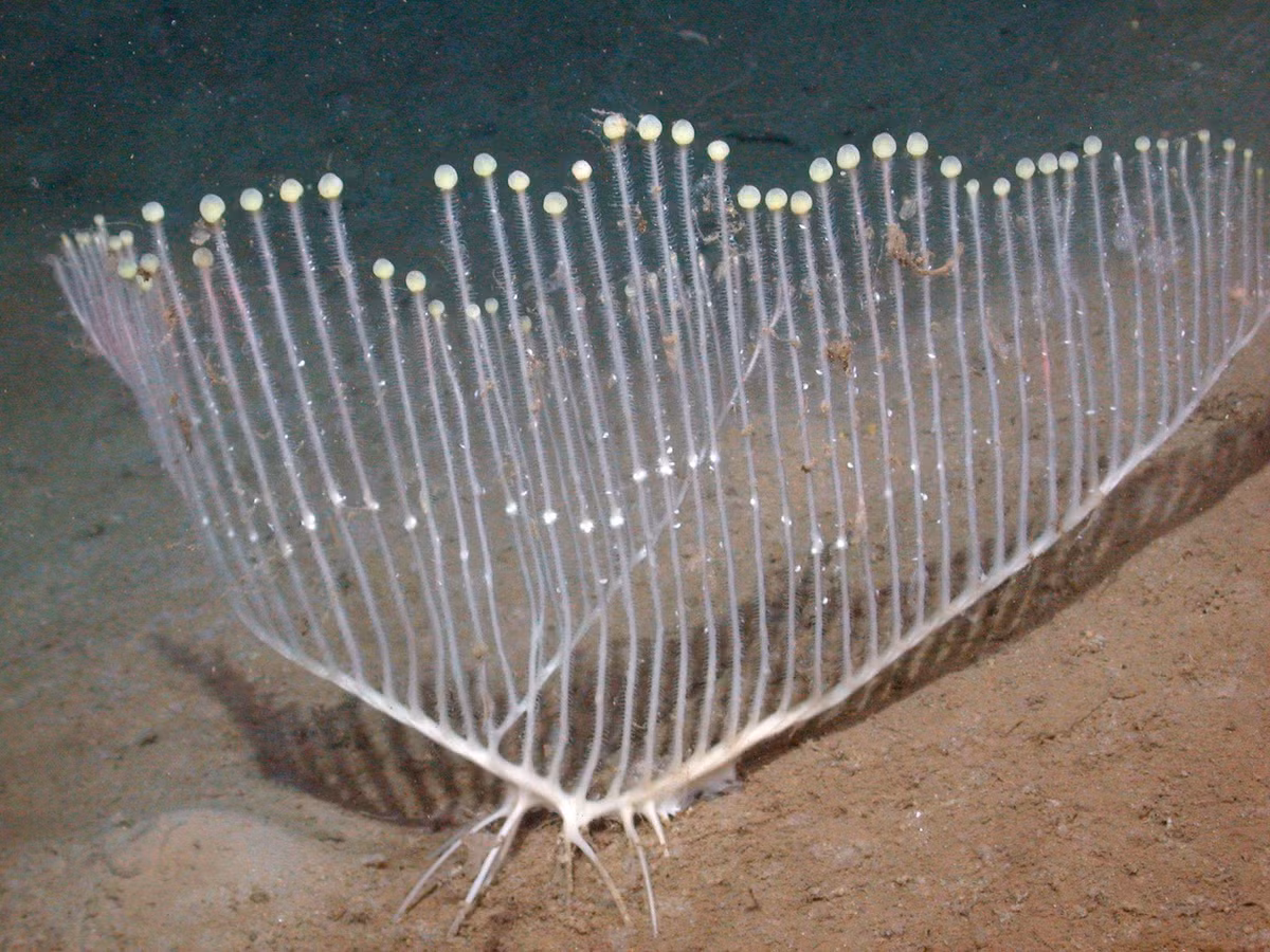  Bọt biển ăn thịt (Chondrocladia globulus). Còn được gọi là "Quả cầu tử thần", loài này sống ở vùng biển Nam Cực, sử dụng các cấu trúc giống như bong bóng để bẫy các loài giáp xác nhỏ. Ảnh: futurecdn.net.