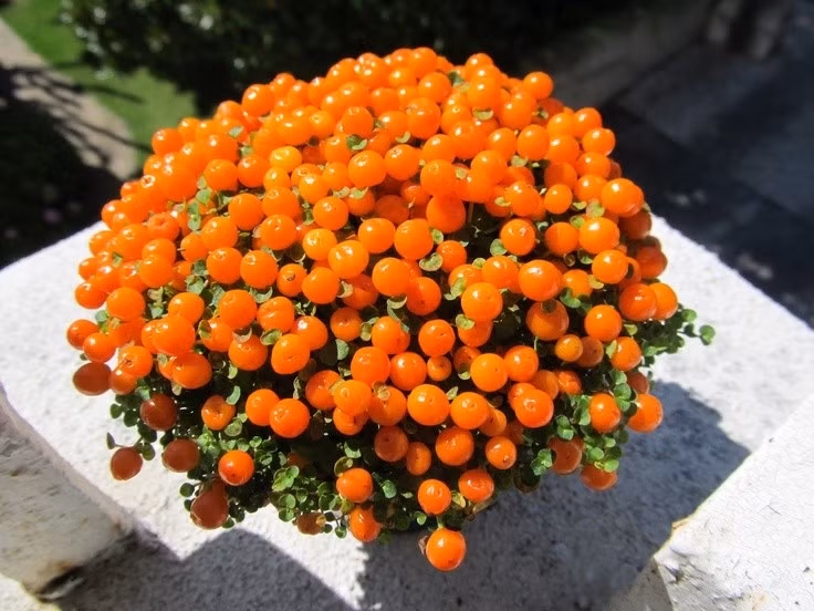  Quả nhỏ tròn như chuỗi hạt cườm. Điểm nổi bật nhất của cây hạt cườm là những quả tròn li ti, màu cam, đỏ hoặc vàng, trông như chuỗi hạt cườm phủ kín bề mặt. Ảnh: Pinterest.