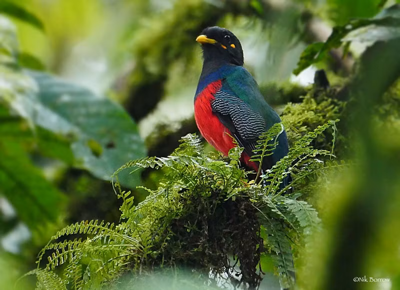  Đa dạng sinh học cực kỳ cao. Khu vườn quốc gia này là nơi sinh sống của hàng trăm loài chim, động vật có vú, bò sát và côn trùng. Nhiều loài trong số đó là đặc hữu hoặc hiếm gặp, góp phần làm nên giá trị sinh học đặc biệt của Bwindi. Ảnh: Flickr.