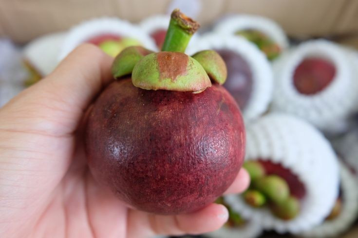  Măng cụt từng rất hiếm ở phương Tây. Trong quá khứ, măng cụt gần như không thể xuất khẩu xa vì quả dễ hỏng và khó bảo quản. Vì vậy, trong nhiều thế kỷ, loại trái cây này gần như chỉ được thưởng thức tại các vùng trồng ở châu Á. Chỉ khi công nghệ vận chuyển và bảo quản lạnh phát triển, măng cụt mới dần xuất hiện ở các thị trường châu Âu và Bắc Mỹ. Ảnh: Pinterest.