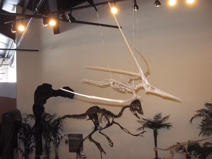  Hóa thạch khá hiếm. Số lượng mẫu vật đủ hoàn chỉnh của Nyctosaurus không nhiều. Ảnh: Pinterest.