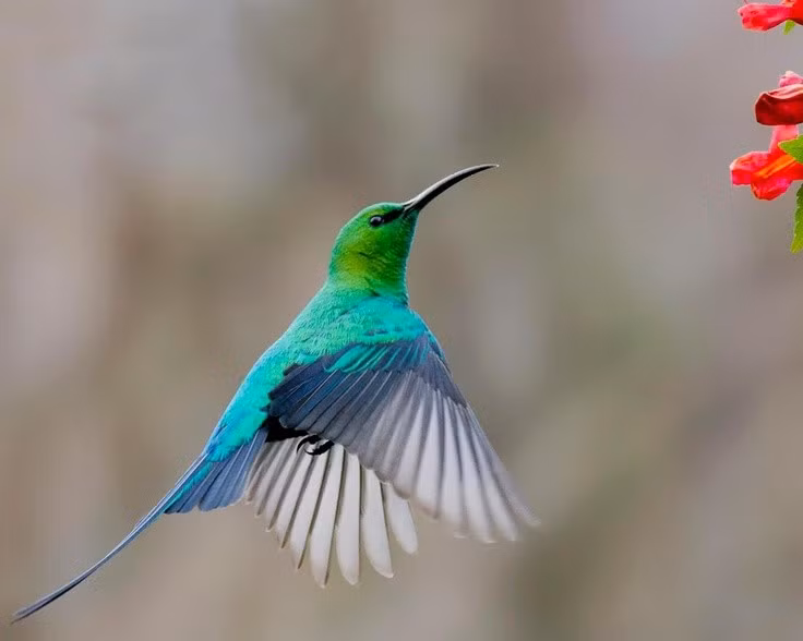  Khả năng bay linh hoạt giữa tán cây rậm rạp. Chim hút mật có thể bay nhanh, đổi hướng đột ngột và lơ lửng trong thời gian ngắn khi hút mật, thích nghi với môi trường rừng rậm và các khu vườn nhiệt đới. Ảnh: Pinterest.